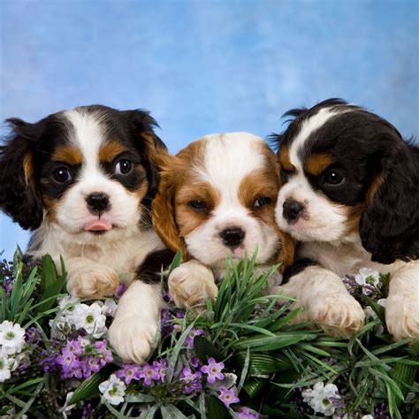 #1 | Cavalier King Charles Puppies For Sale In Boston MA