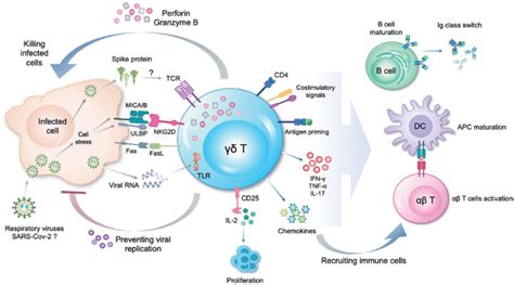 The potential mechanisms of cd T cells antiviral response to... | Download Scientific Diagram