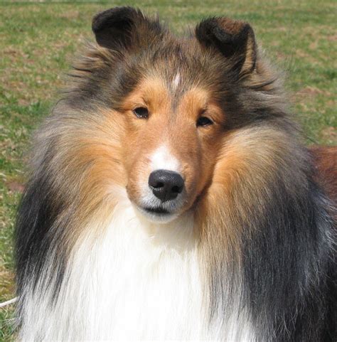 The Collie is not a specific breed but is a distinctive type of herding dog, including many ...