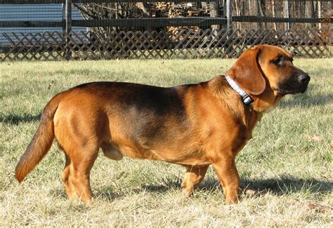 Basset Bloodhound Mix