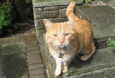 How Your Cat's Behavior May Change with Age | PetMD