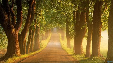 Trees Along The Road Wallpapers - Wallpaper Cave