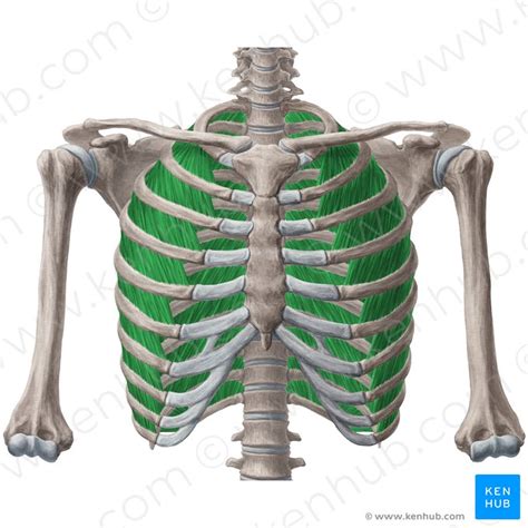 Costochondral joint (junction): Anatomy, function | Kenhub