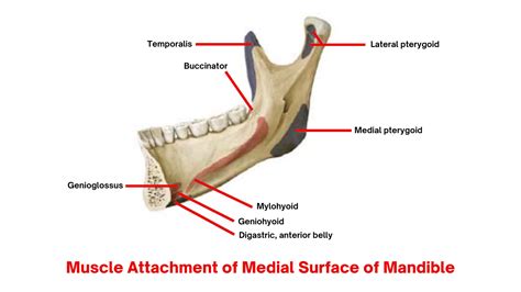 The Mandible: : Anatomy, Foramina, Muscle attachments, Ossification ...