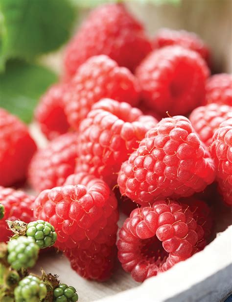 Raspberry Varieties Tasmania – Raspberry