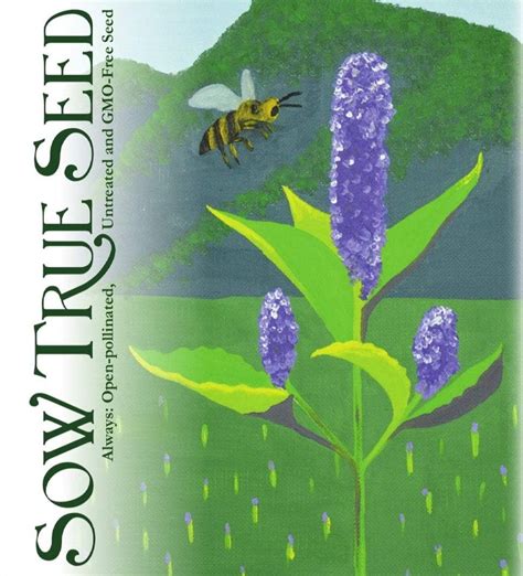 Anise Hyssop Seeds | Sow True Seed