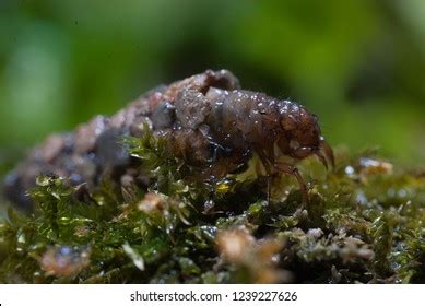 158 Caddisfly larvae Images, Stock Photos & Vectors | Shutterstock