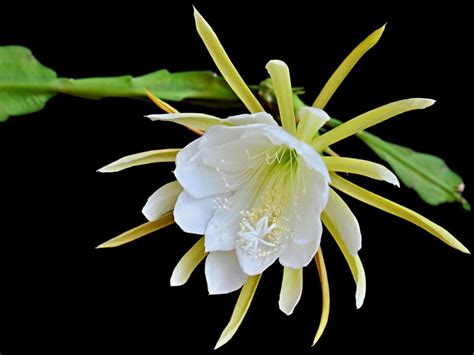 Rooting Night Blooming Cereus - Learn How To Propagate A Night Blooming ...