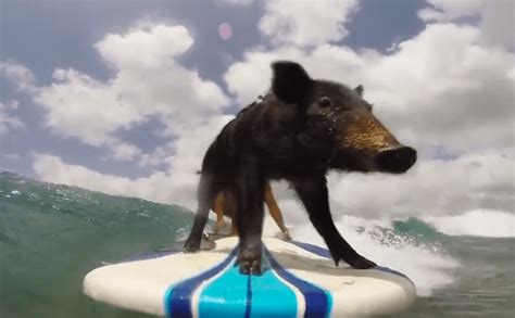 Video: Surfing Pig Kama in Hawaii | TIME