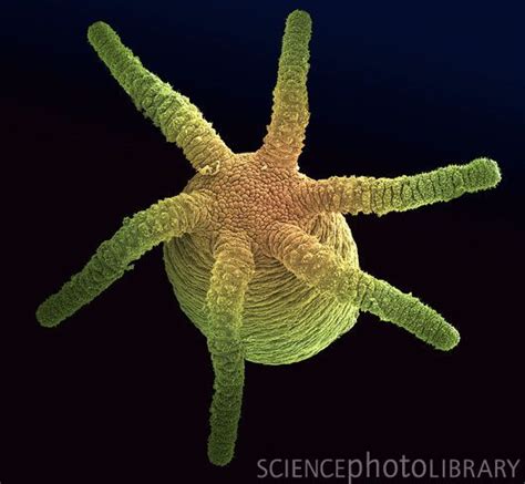 Hydra, SEM Scanning Electron Micrograph, Microscopy, Mayfly, Longest Word, Things Under A ...