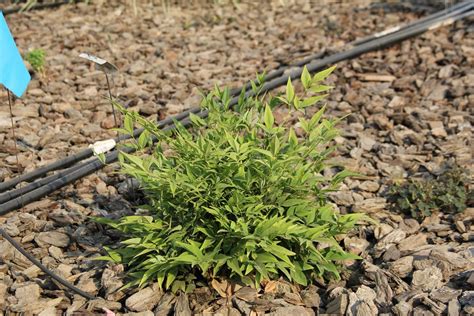 Lemon Lime Nandina - UC Landscape Plant Irrigation Trials™