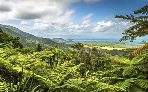 Daintree Rainforest: Dreamtime Tour Will Change How You See Rainforest