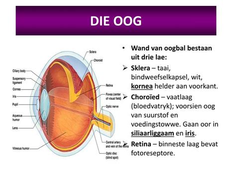 PPT - DIE SENUweeSTELSEL oog en oor PowerPoint Presentation - ID:2042679