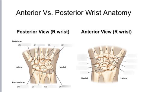 anterior vs. posterior wrist anatomy Diagram | Quizlet