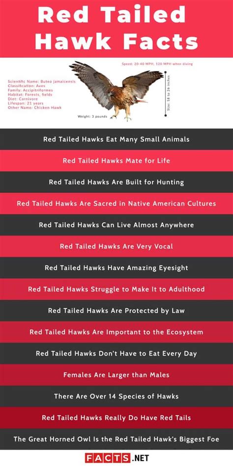 Top 15 Red Tailed Hawk Facts - Diet, Hunting, Senses & More | Facts.net