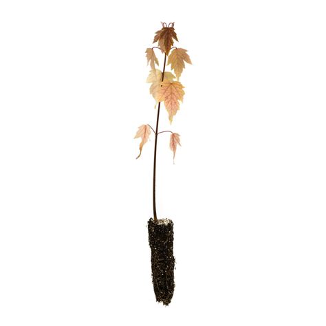 Silver Maple | Small Tree Seedling – The Jonsteen Company