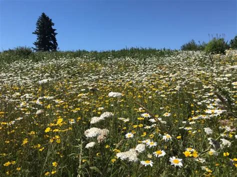 Best Easy Trails in Powell Butte Nature Park | AllTrails