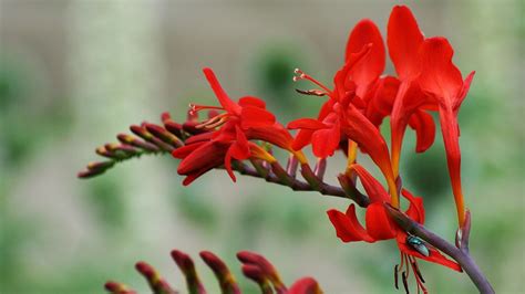 How to Grow and Care for Crocosmia