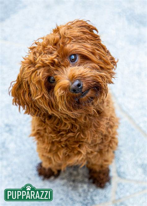 Wally, Toy Cavoodle - Dog Photographer Melbourne | Pet Photos