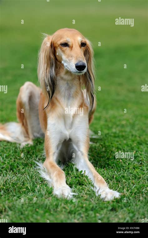 Close brown Borzoi dog in green summer grass Stock Photo - Alamy