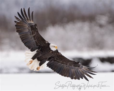 Bald eagle with snowy background - Shetzers Photography