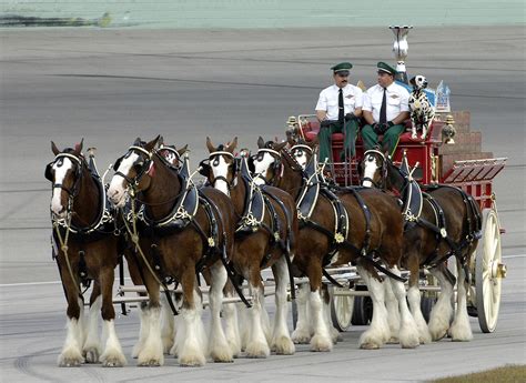 Budweiser Clydesdales Tour of the Shore