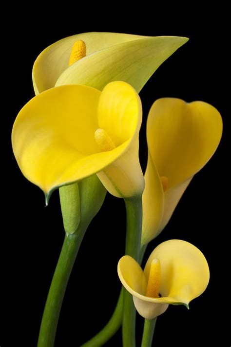 Four yellow calla lilies Photograph by Garry Gay - Pixels