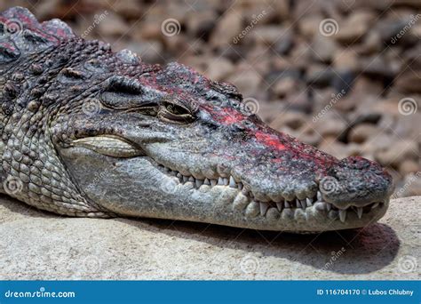 Portrait Siamese Crocodile Head and Teeth. Stock Photo - Image of indonesia, stones: 116704170