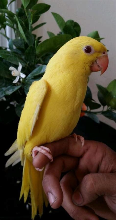 Handreared Tame Baby Lutino/Yellow Indian Ringneck Parrot. | in Saltley, West Midlands | Gumtree