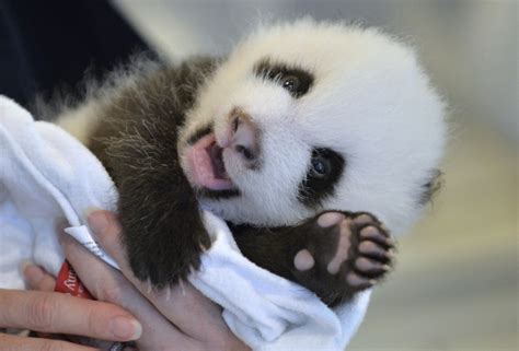 24 Ridiculously Cute Photos Of Baby Pandas That Will Instantly Make Your Day Better | Viralscape