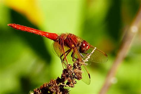 Red Dragonfly | Park Preview