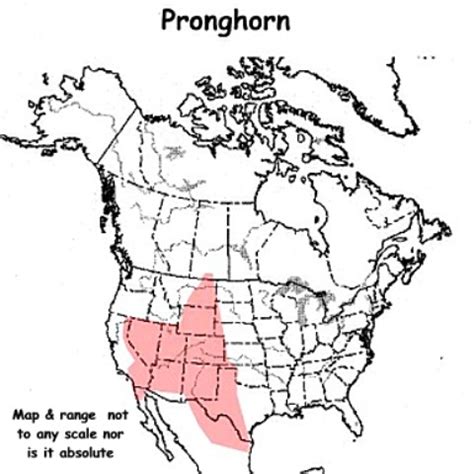 Photographs of pronghorn sheep