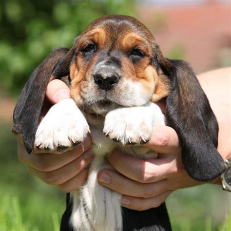 Get to Know the Basset Hound: Sad-Faced but Happy-Go-Lucky!