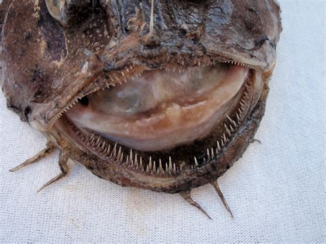 Spottedtail Goosefish | Mexico – Fish, Marine Life, Birds and Terrestrial Life