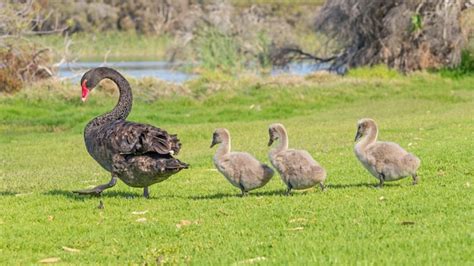 Premium Photo | Black swan with cygnets