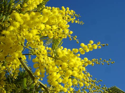 Buy Acacia Dealbata - Mimosa Tree - Architectural Plants