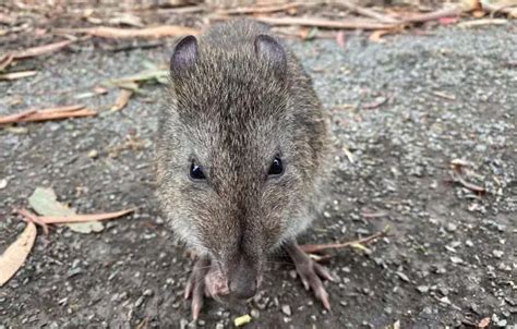 Long-Nosed Potoroo | The Animal Facts | Appearance, Diet, Behavior