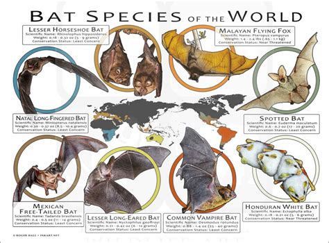 Bat Species of the World Poster Print