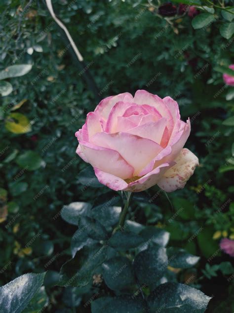 Premium Photo | A pink and yellow rose in a garden