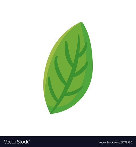 Cute leaf on white background Royalty Free Vector Image