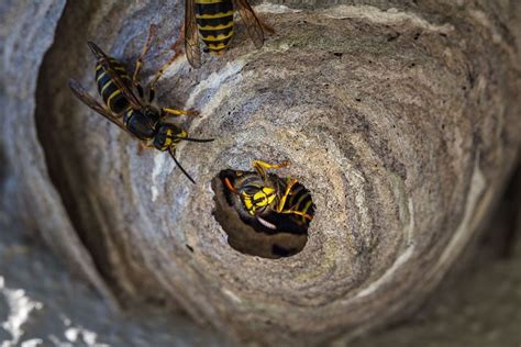 Wasps: How to find the nest, the top 10 wasp nest locations in your ...