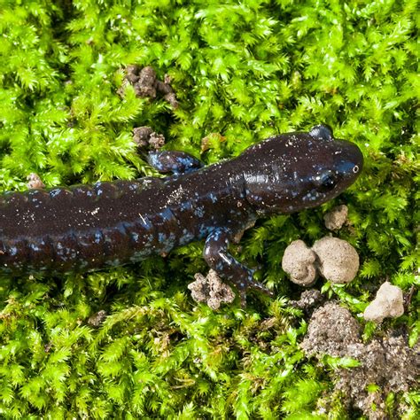 Blue-spotted Salamander - Zoo Ecomuseum