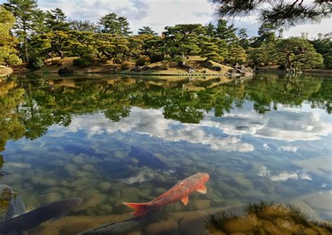 How Big Do Koi Get & How to Make Koi Grow Bigger - Pond Wiki