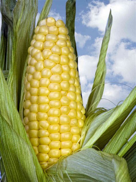 Top 24 Corn Fiber Content - Best Recipes Ideas and Collections