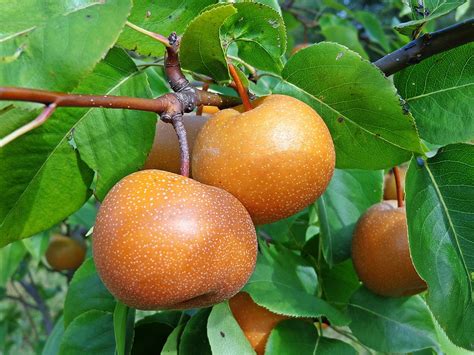 Health Benefits of Asian Pear | Pyrus pyrifolia