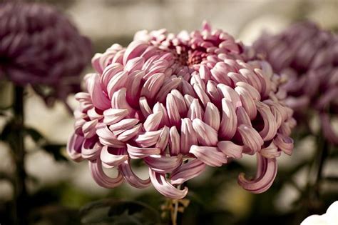 Kiku: Japanese Chrysanthemums | Хризантема, Хризантемы