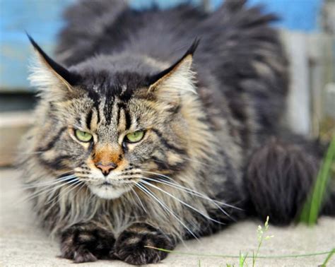 Most Popular Cat Breeds In America - FunCage