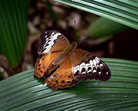 Cruiser Butterfly | Vindula, commonly called cruisers, is a … | Flickr