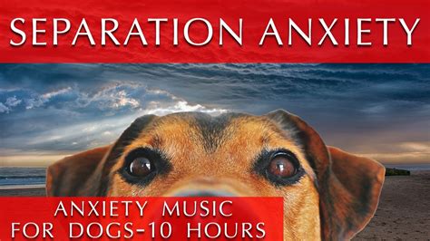 Deep Separation Anxiety Music for Dogs [10 Hours] - YouTube