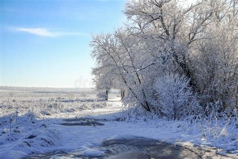 Snowy Winter Morning stock photo. Image of frost, forest - 38541800